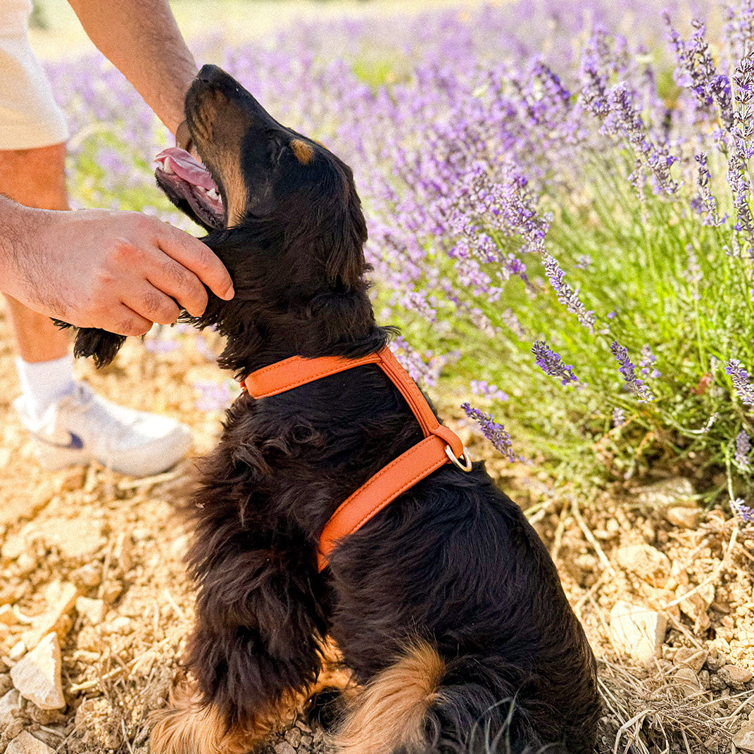 Harnais chien orange - Cuir vegan