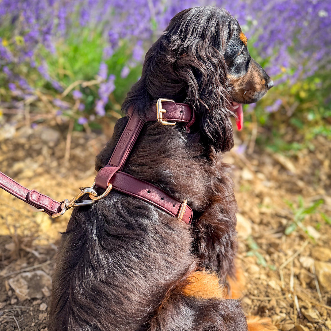 Harnais chien bordeaux - Cuir vegan
