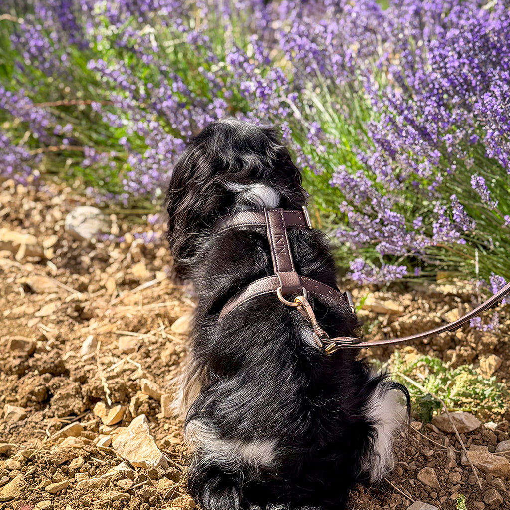 Harnais chien chocolat - Cuir vegan