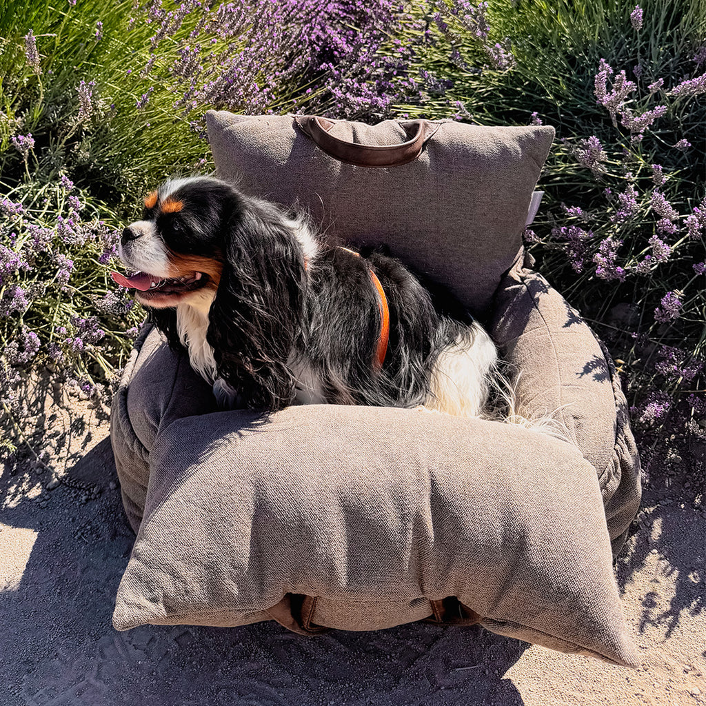 Panier Transport Chien Taupe – 3 en 1 Voiture