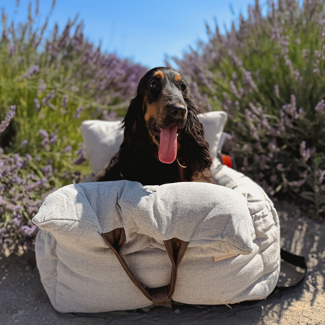 Panier Transport Chien Gris – 3 en 1 Voiture
