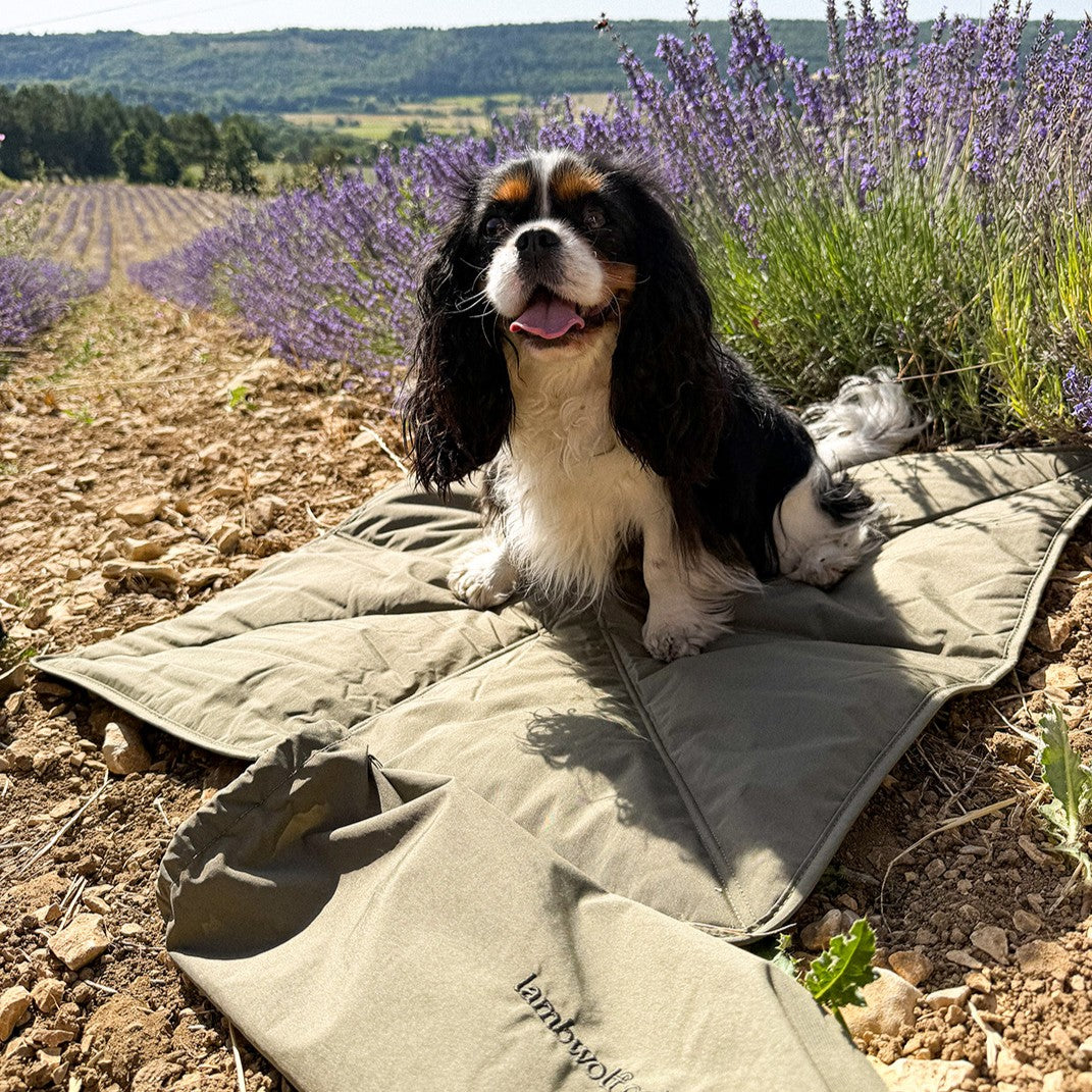 Tapis Transport Chien – Léger & Compact